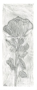 Dessiner des fleurs au crayon